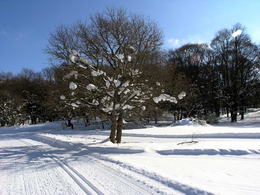 Finalmente della neve bella al Bosco